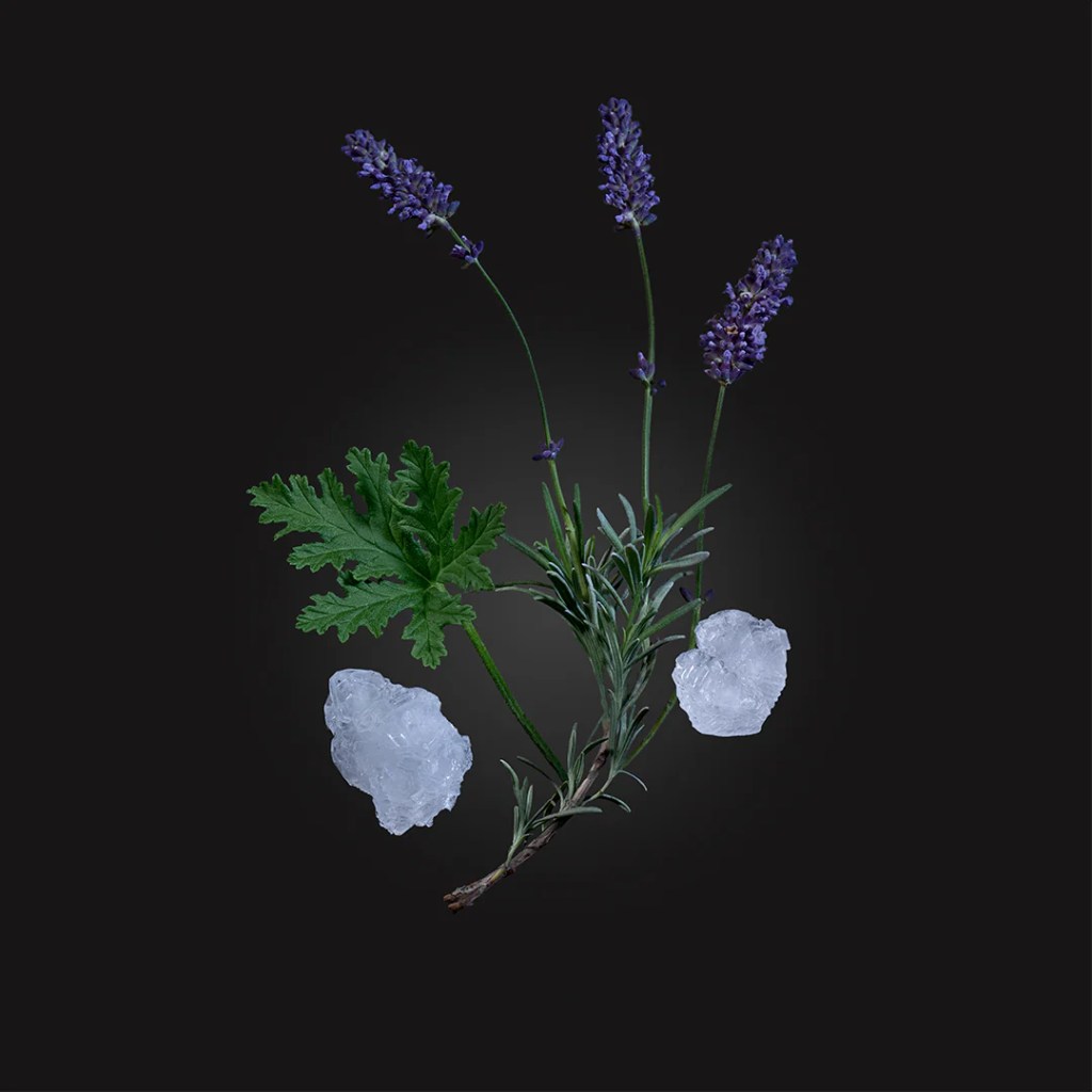 Imagen del perfume: descripción breve